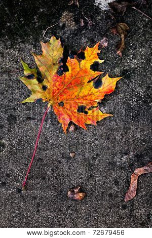 Yellow Maple Leaf