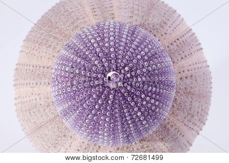 skeletons of sea shell violet echinoidea isolated on white background
