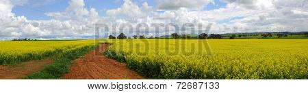 Canola Fields