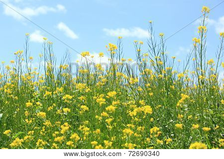 cole flower and blue sky