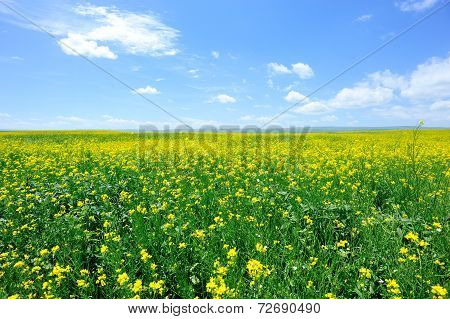 cole flower and blue sky