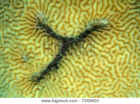 textuur Coral