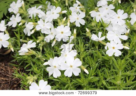 White phlox subulate bloom in the garden