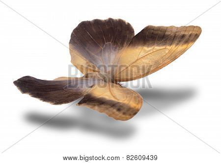 Butterfly Isolated On White.