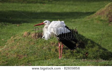 White Stork