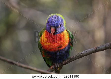 Rainbow Lorikeet