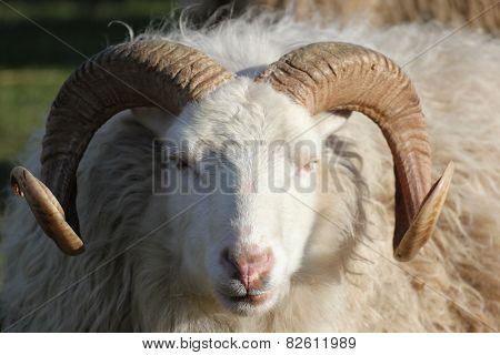 Ram From The Front