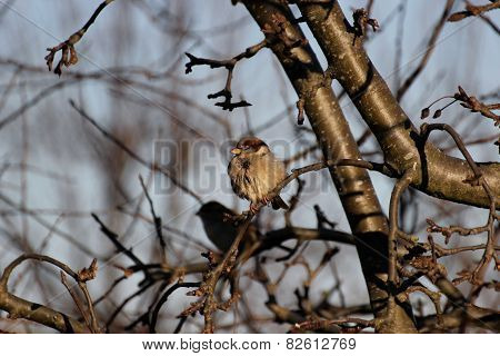 House Sparrow On A Twig