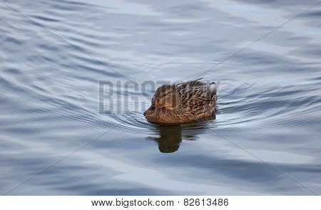 Female Duck