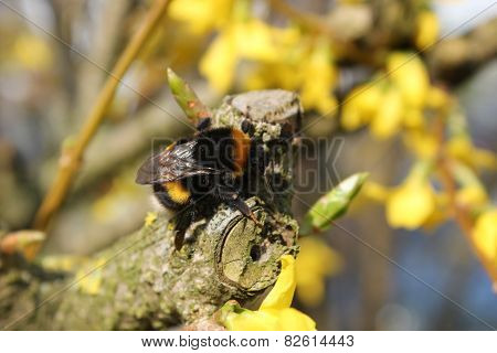 Bumblebee Sitting On A Yellow Bloom