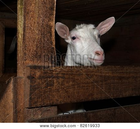 Saanen White Goat In Barn