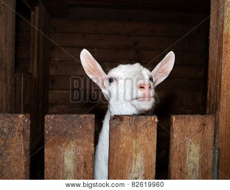 Saanen White Goat In Barn