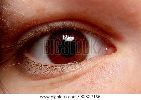 Brown Eye Close-up