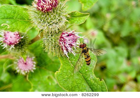 Schwebfliegen auf thistle
