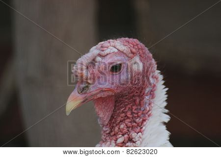 Turkey Close-up