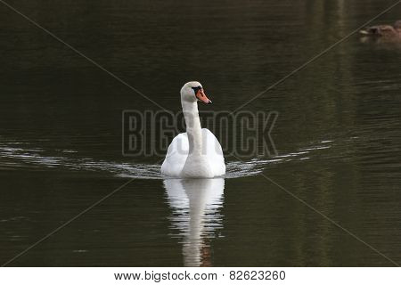 White Swan.