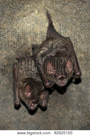 Group Of Small Bats
