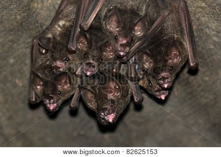 Group Of Small Bats