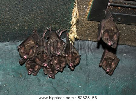 Group Of Small Bats