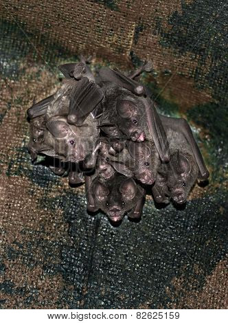 Group Of Small Bats