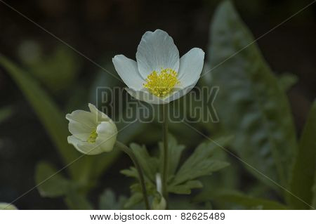 Mountain avens