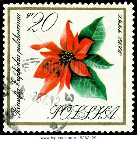 Vintage frimærke. Blomst Poinsetia.