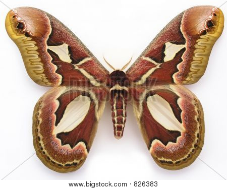 ROTSCHILDIA JACOBEA