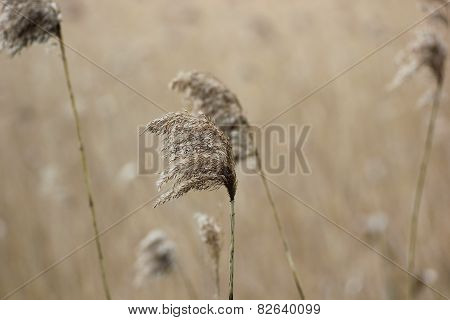 Reed