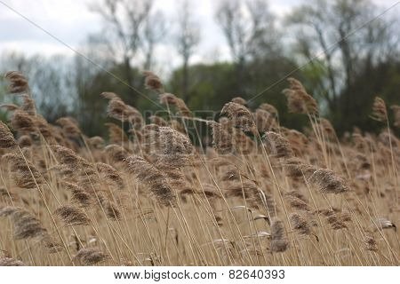 Reed