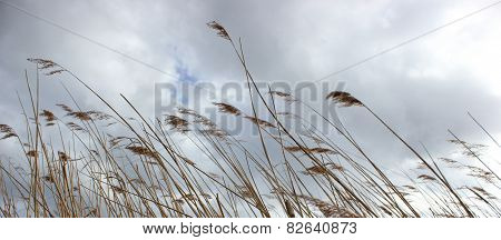 Reed