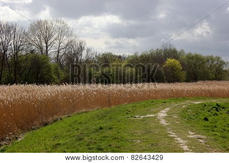 Levee With Reed