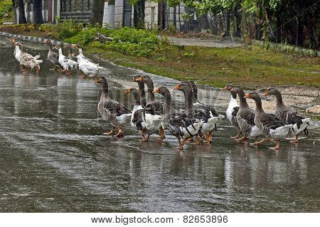 Group of many domestic ducks return  in the rain