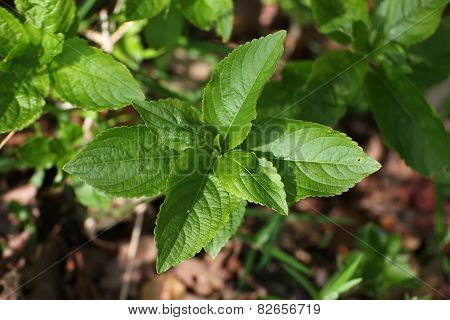 Tree Sprout