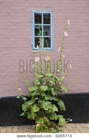 Stockrose gegen pink Wand