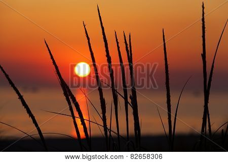 Dune Grass Silhouette