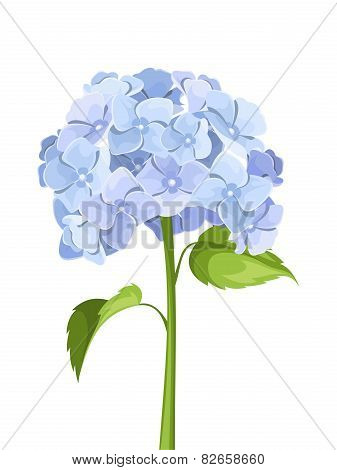 Blue hydrangea flowers. Vector illustration.