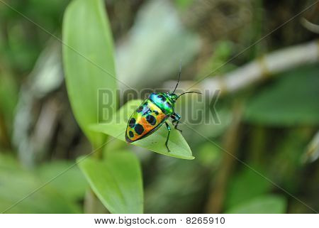 bug's life