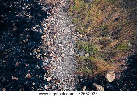 Vegetation Burned By A Wild Fire