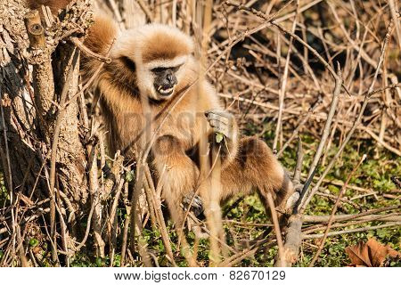 Lar Gibbon