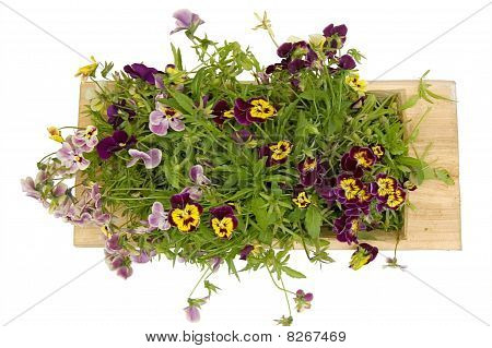 A Wooden Tray With Pansies