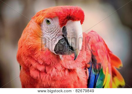 Scarlet Colors