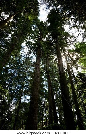 Foresta