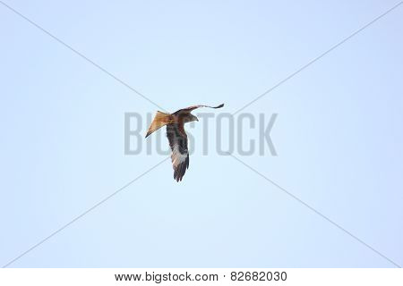 Red Kite