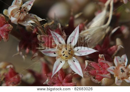 Stonecrop Macro