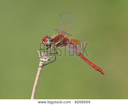 Punasuonisia Darter