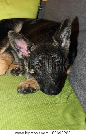 Grown German shepherd puppy