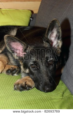 Grown German shepherd puppy