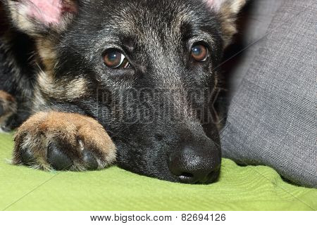 Grown German shepherd puppy