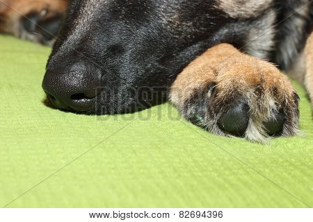 Grown German shepherd puppy