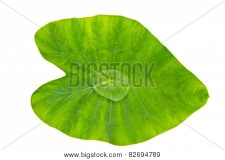 Leaf Plant